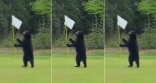 Cheap Vpn In Jasper In Dans Bear Rudely Interrupts A Round Of Golf and Robs the Golfers