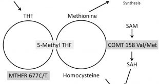 Cheap Vpn In Grundy Il Dans the Effect Of Folate Supplementation and Genotype On ...