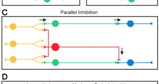 Vpn Services In Benton Ia Dans Gabaergic Projection Neurons Route Selective Olfactory Inputs to ...