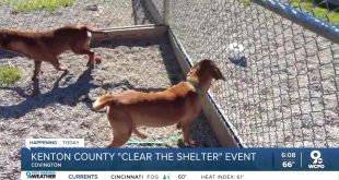 Vpn Services In Kenton Ky Dans Kenton County Animal Services Waiving Adoption Fees for 'clear the Shelter' event