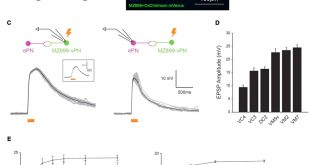 Vpn Services In Benton Ms Dans Frontiers A Population Of Projection Neurons that Inhibits the ...