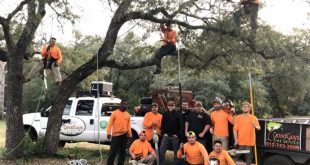 Vpn Services In Hancock In Dans Good Guys Tree Service Tree Trimming Austin