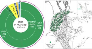 Vpn Services In Stark Oh Dans the Connectome Of the Adult Drosophila Mushroom Body Provides ...