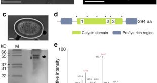 Vpn Services In Hempstead Ar Dans A Role for Diatom-like Silicon Transporters In Calcifying ...