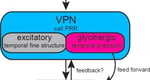 Vpn Services In Perry Al Dans Gap Junction-mediated Glycinergic Inhibition Ensures Precise ...
